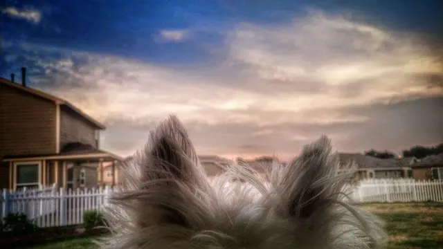 The Pet Gal Pet Sitters & Dog Walkers — photo from the business 6