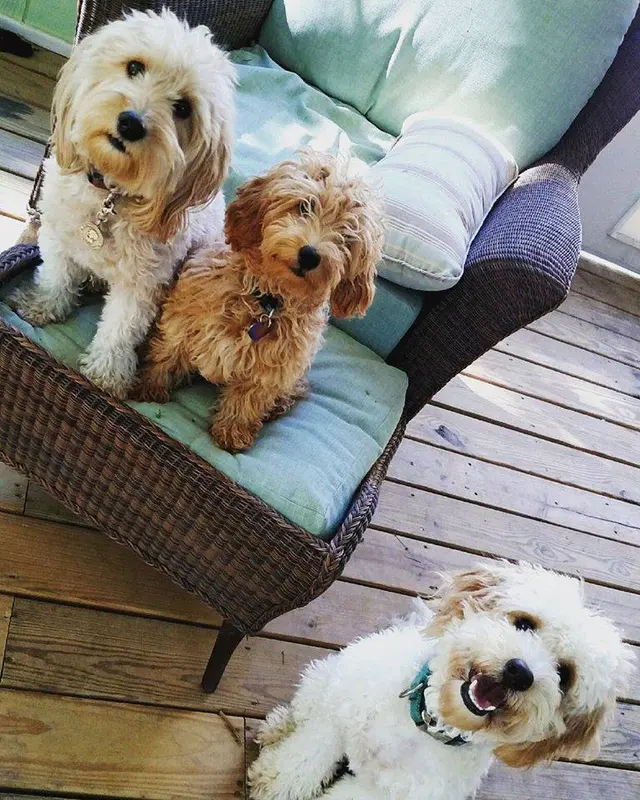 The Pet Gal Pet Sitters & Dog Walkers — photo from the business 2