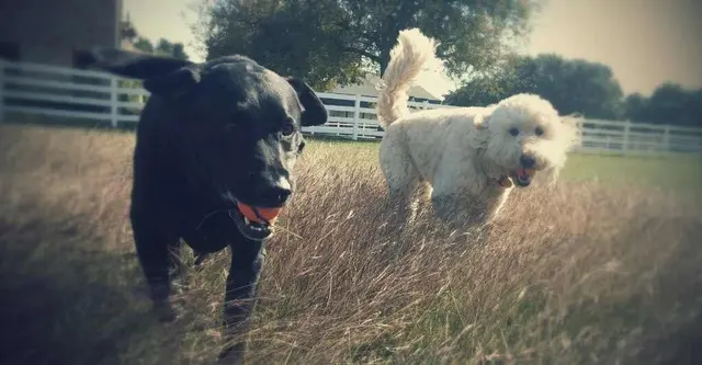 The Pet Gal Pet Sitters & Dog Walkers — photo from the business 5