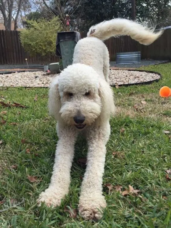 The Pet Gal Pet Sitters & Dog Walkers — photo from the business 1