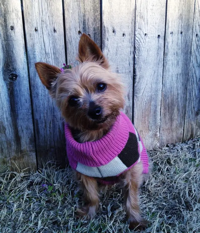 The Pet Gal Pet Sitters & Dog Walkers — photo from the business 9