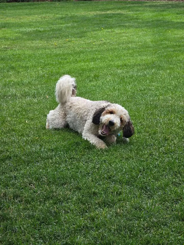 PlayTime Pet Sitters & Dog Walkers of Colorado Springs — customer photo 3