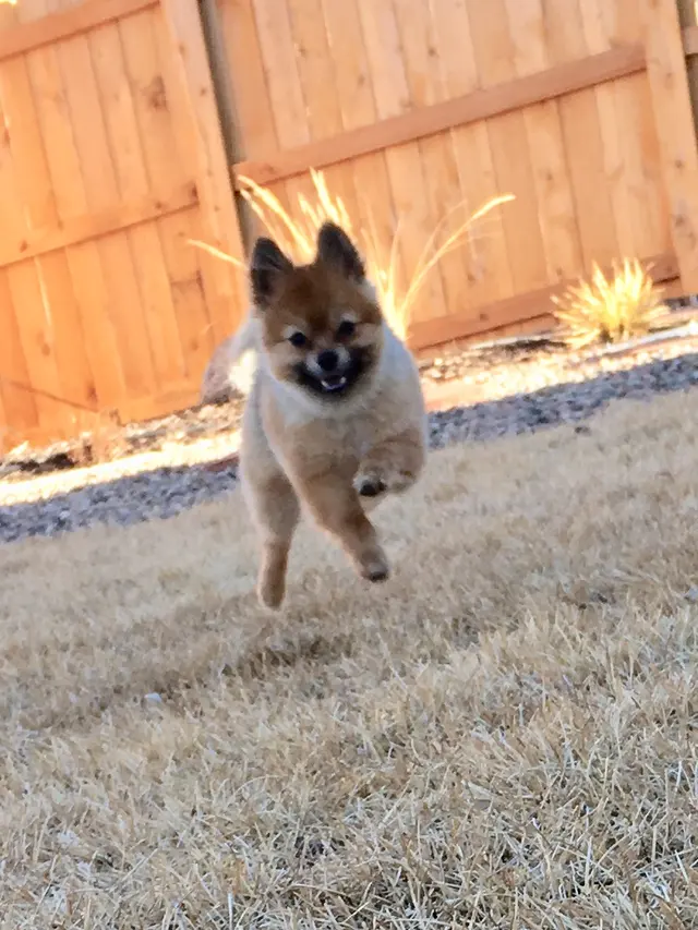 PlayTime Pet Sitters & Dog Walkers of Colorado Springs — photo from the business 6