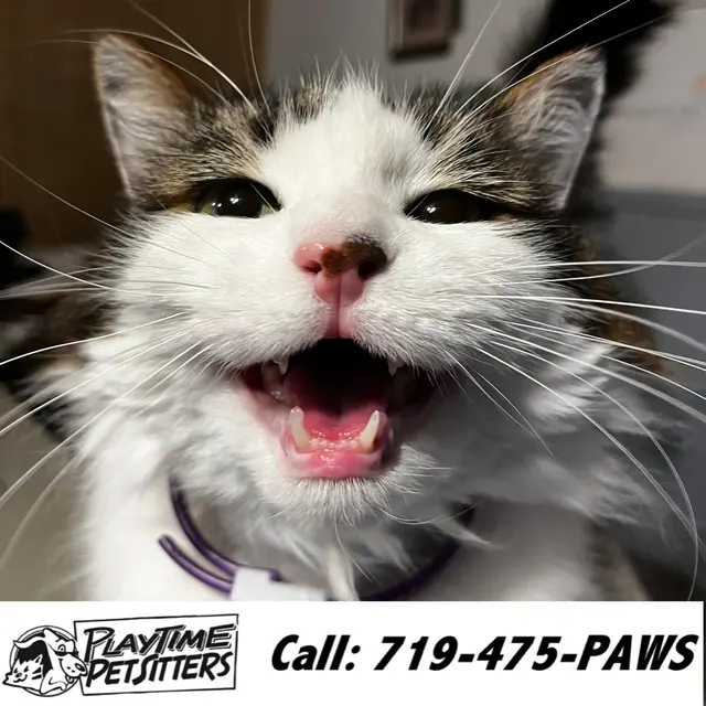 PlayTime Pet Sitters & Dog Walkers of Colorado Springs — photo from the business 8