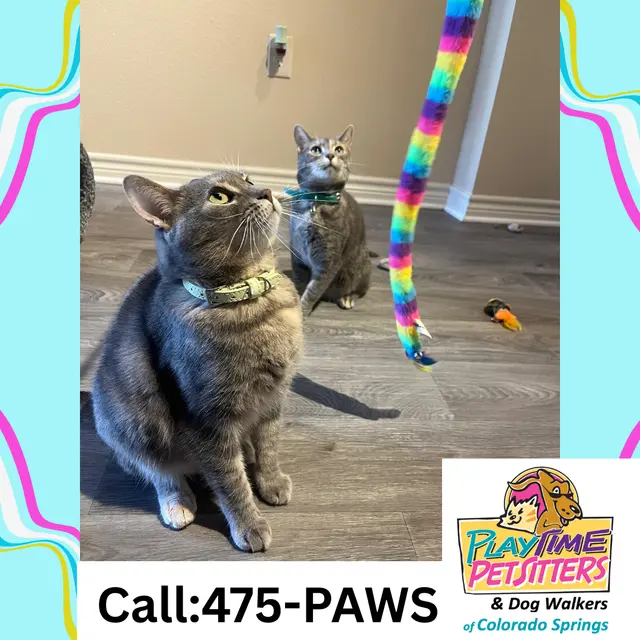 PlayTime Pet Sitters & Dog Walkers of Colorado Springs — photo from the business 1