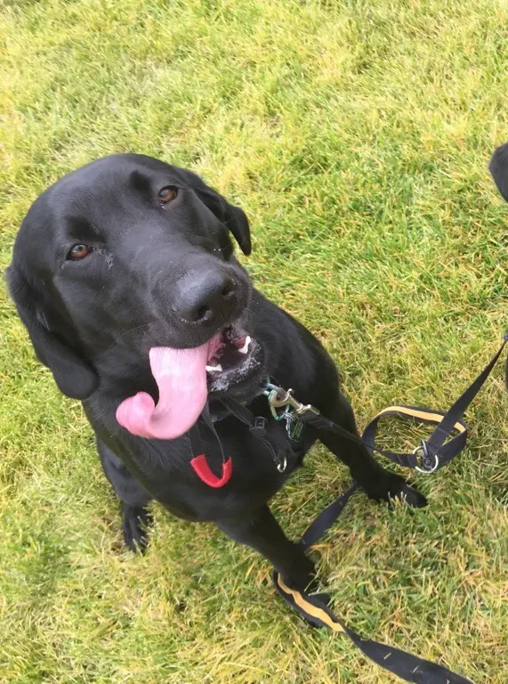 PlayTime Pet Sitters & Dog Walkers of Colorado Springs — photo from the business 5