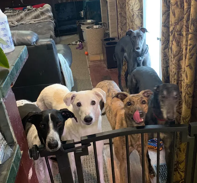 PlayTime Pet Sitters & Dog Walkers of Colorado Springs — photo from the business 12
