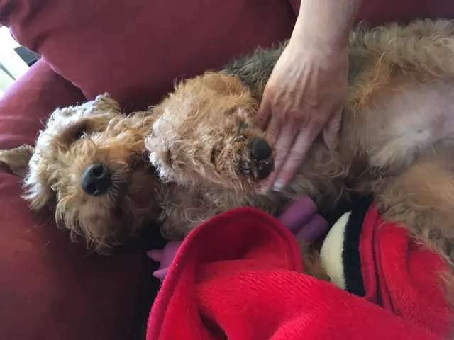 PlayTime Pet Sitters & Dog Walkers of Colorado Springs — photo from the business 7