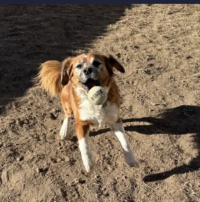 PlayTime Pet Sitters & Dog Walkers of Colorado Springs — customer photo 5