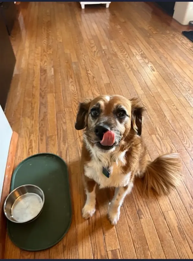 PlayTime Pet Sitters & Dog Walkers of Colorado Springs — customer photo 4