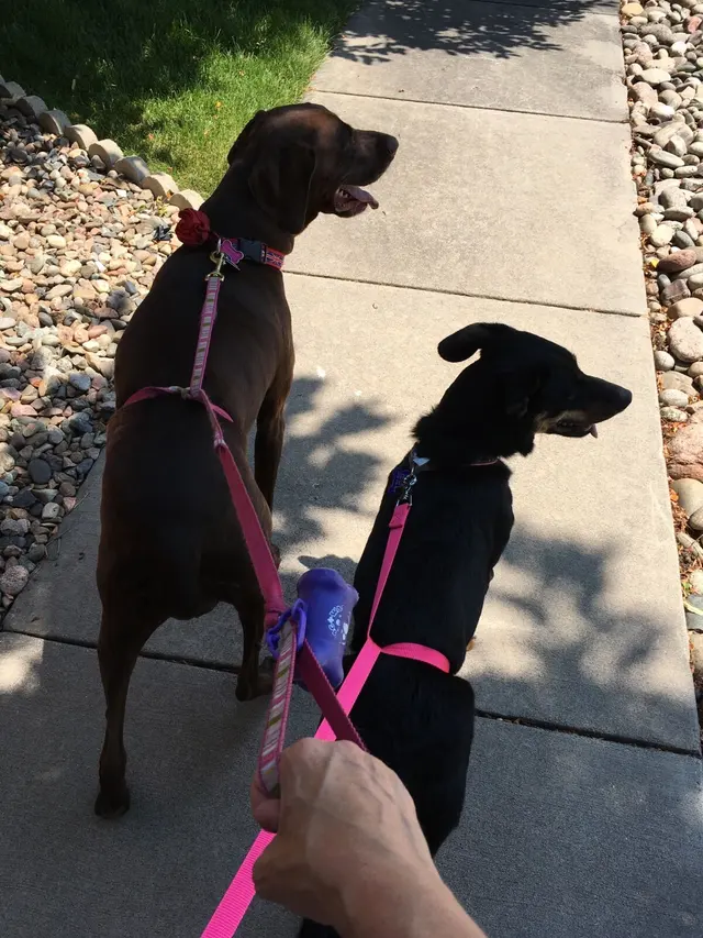 PlayTime Pet Sitters & Dog Walkers of Colorado Springs — photo from the business 7