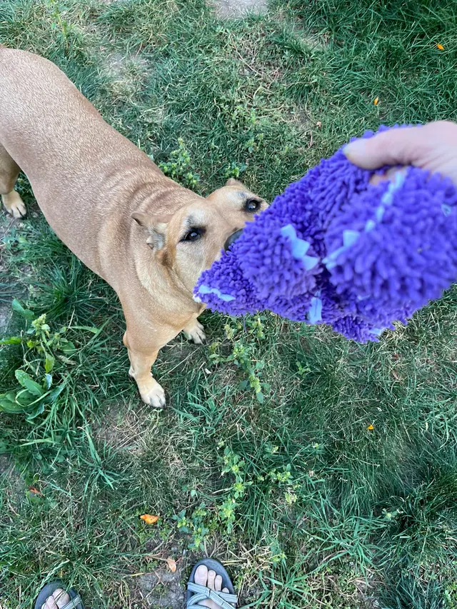 PlayTime Pet Sitters & Dog Walkers of Colorado Springs — customer photo 8
