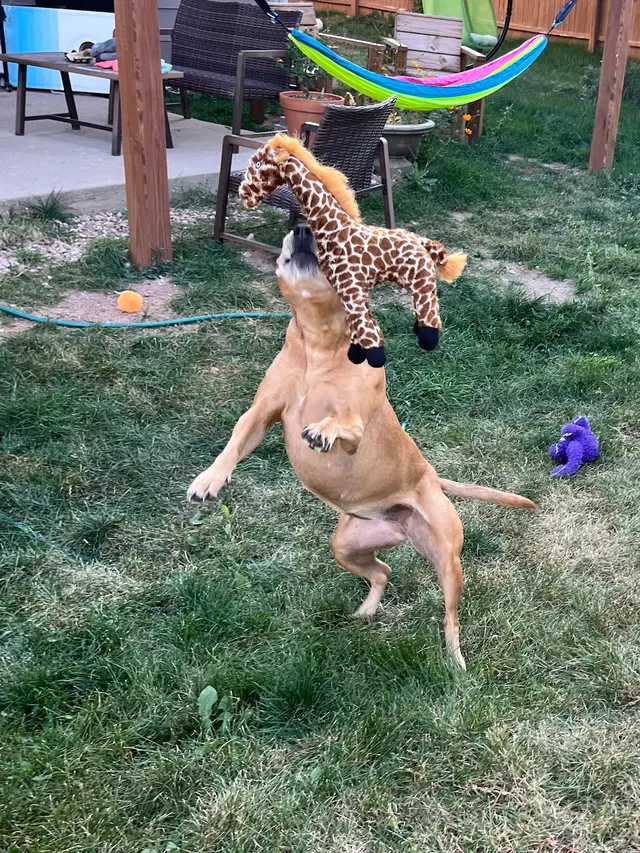 PlayTime Pet Sitters & Dog Walkers of Colorado Springs — customer photo 10