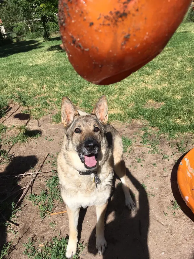 PlayTime Pet Sitters & Dog Walkers of Colorado Springs — photo from the business 1