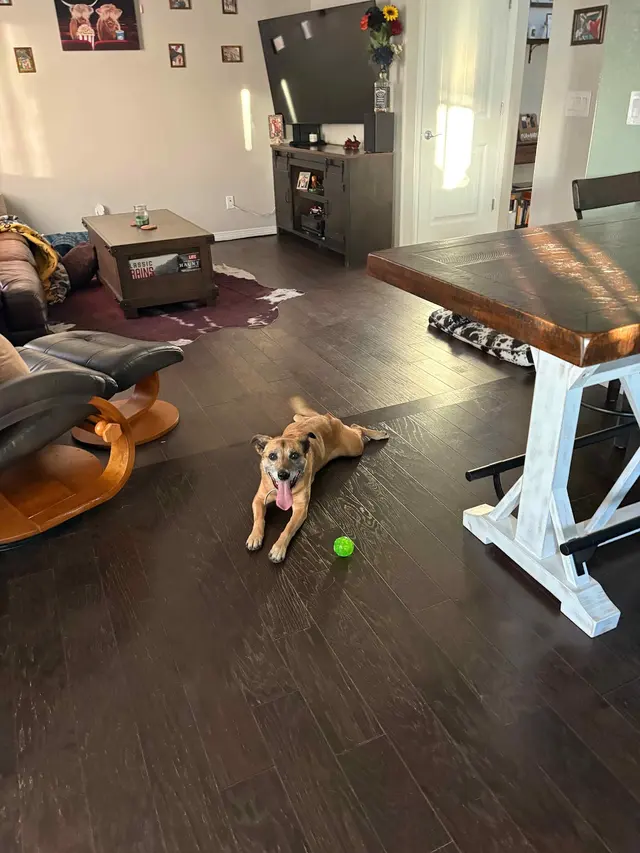 Good Night Pups — customer photo 6