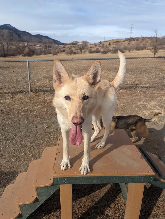Trails & Tails Dog Adventures — photo from the business 4