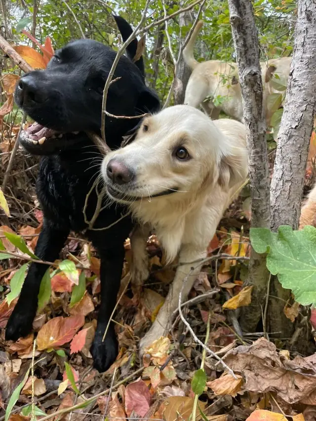 Trails & Tails Dog Adventures — customer photo 1