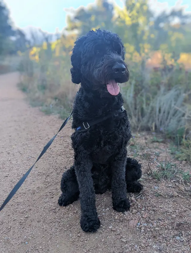 Trails & Tails Dog Adventures — customer photo 2