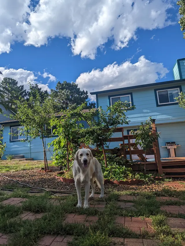 Trails & Tails Dog Adventures — photo from the business 5