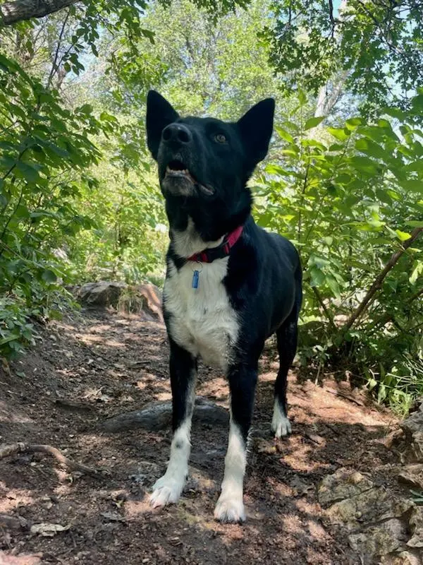 Trails & Tails Dog Adventures — photo from the business 10