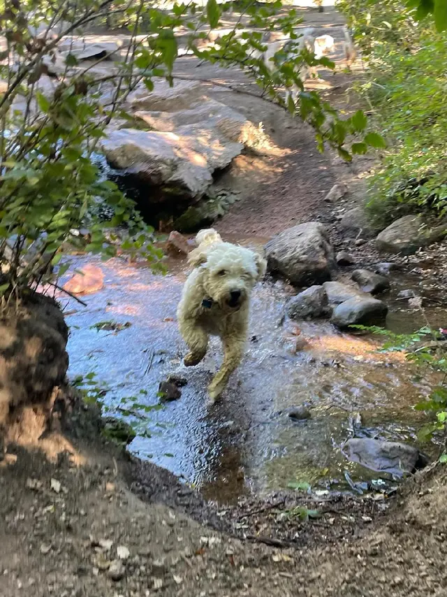Trails & Tails Dog Adventures — photo from the business 7