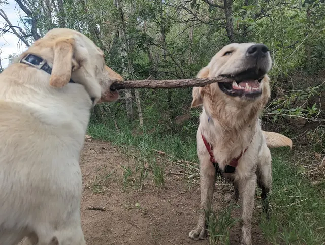 Trails & Tails Dog Adventures — customer photo 12