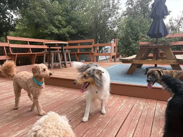 Trails & Tails Dog Adventures — customer photo 3