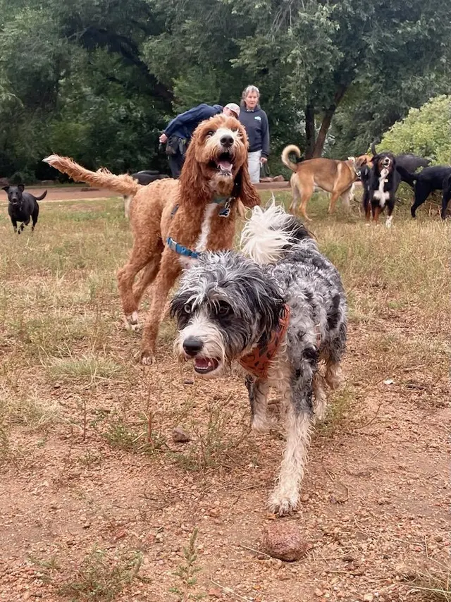 Trails & Tails Dog Adventures — customer photo 6