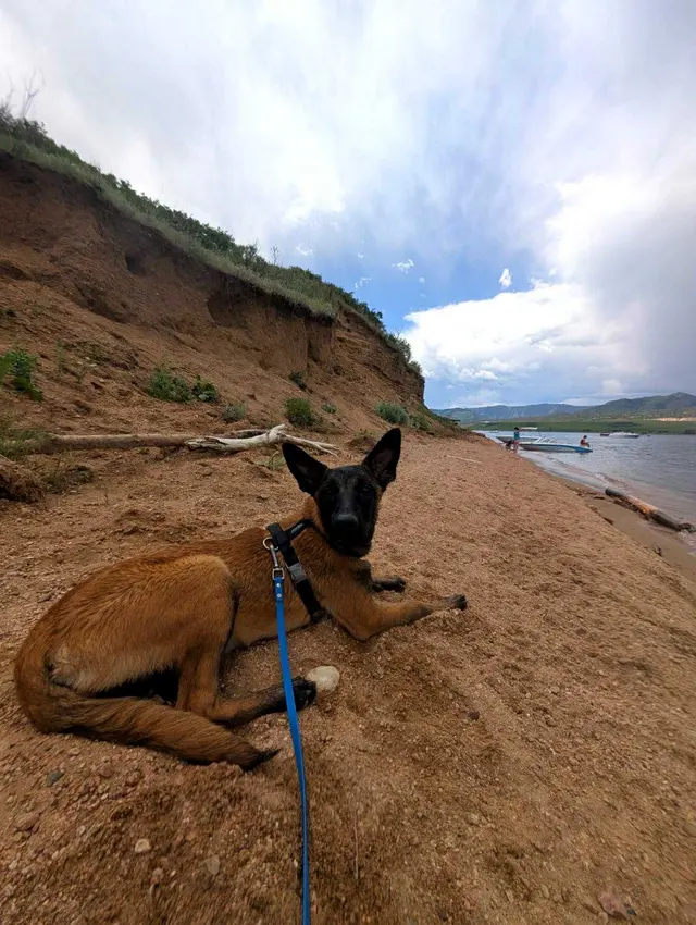Tamed Canine Dog Training — photo from the business 8