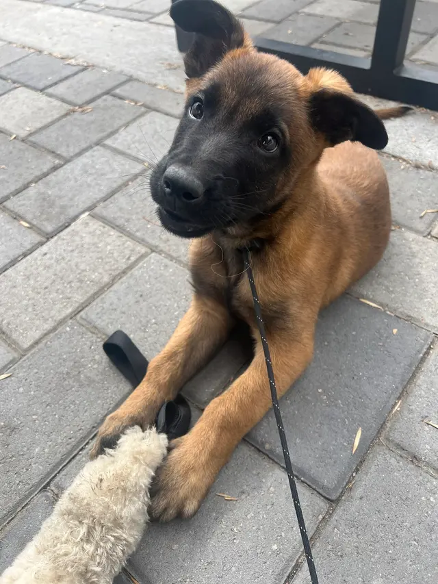 Tamed Canine Dog Training — photo from the business 5