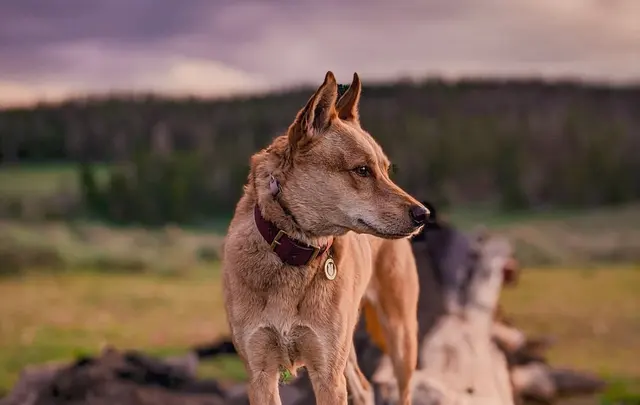 Tamed Canine Dog Training — photo from the business 1