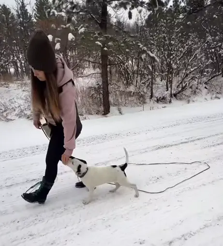 Tamed Canine Dog Training — photo from the business 6
