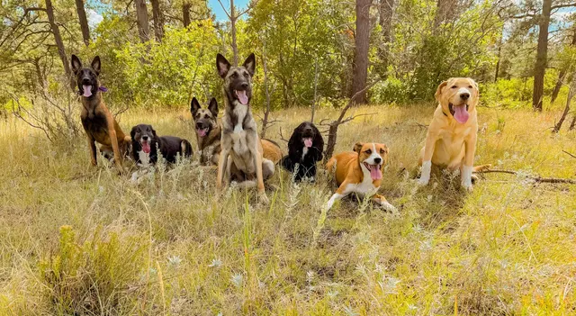 Tamed Canine Dog Training — photo from the business 12