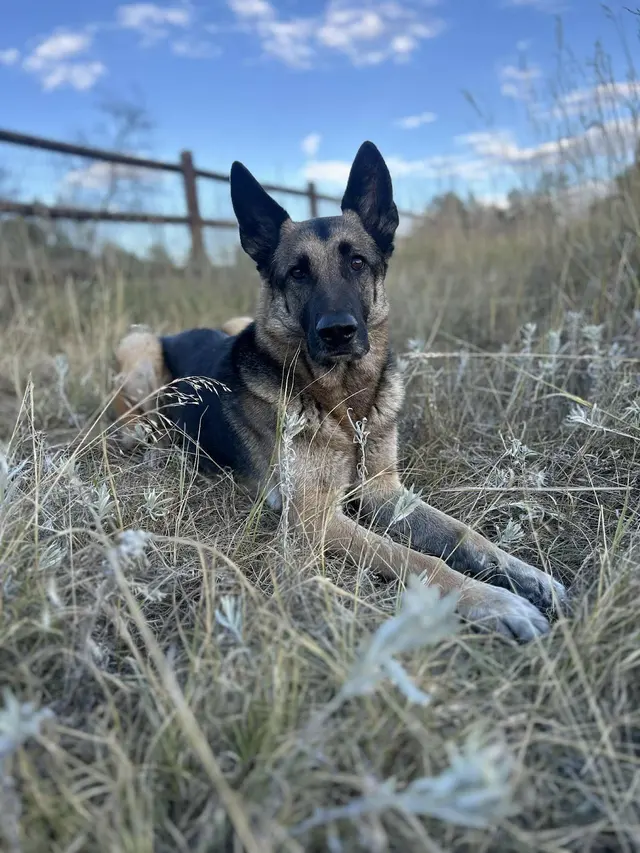 Tamed Canine Dog Training — photo from the business 10