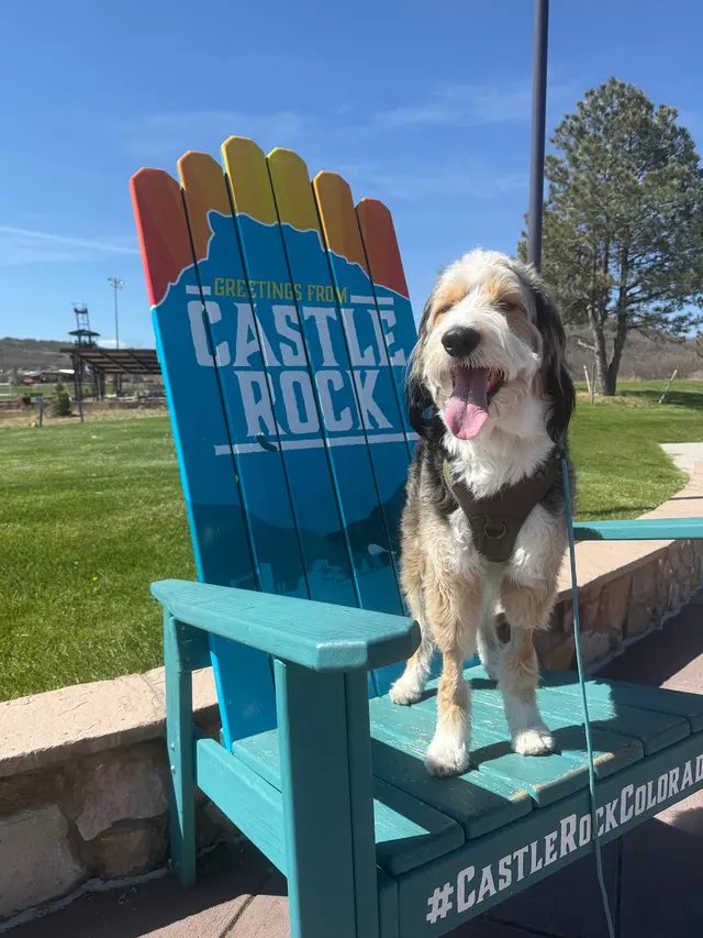 Tamed Canine Dog Training — photo from the business 2
