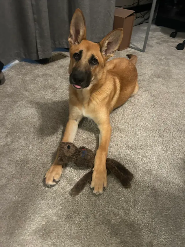 Customer photo of work by Tamed Canine Dog Training, from Sebastian Cordero's review