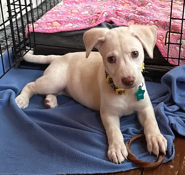 Customer photo of work by Tamed Canine Dog Training, from Lisa Anderson's review
