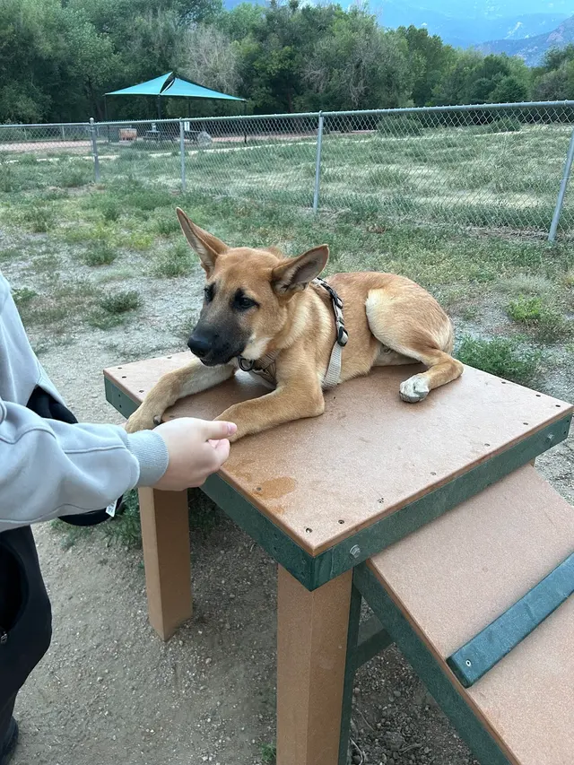 Customer photo of work by Tamed Canine Dog Training, from Sebastian Cordero's review