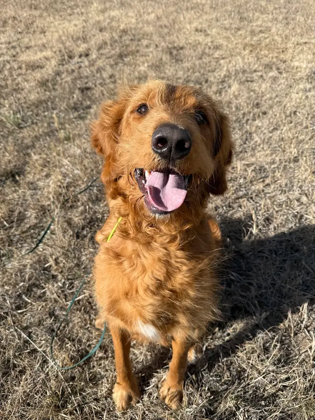 Tamed Canine Dog Training — photo from the business 3