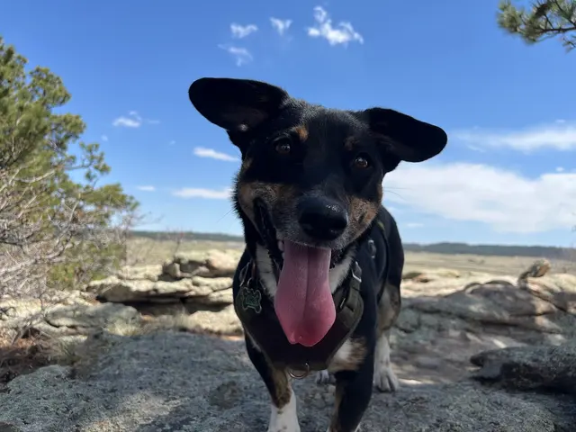 Tamed Canine Dog Training — customer photo 4