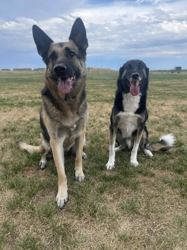 Tamed Canine Dog Training — photo from the business 11