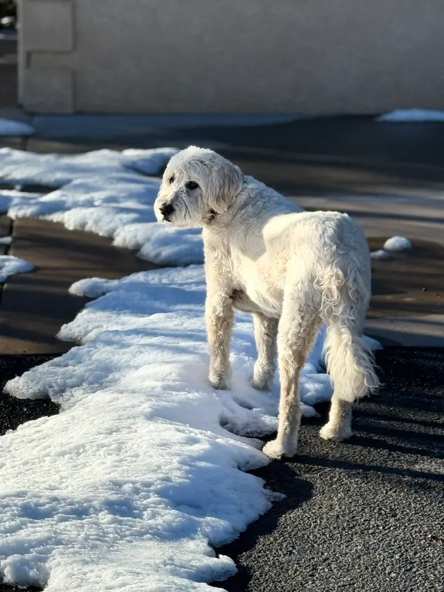Woof and Meow Pet Sitting, LLC — photo from the business 2