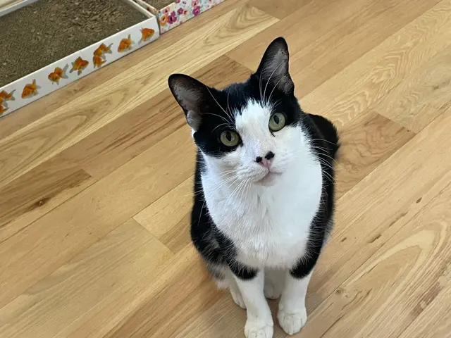 Woof and Meow Pet Sitting, LLC — customer photo 1