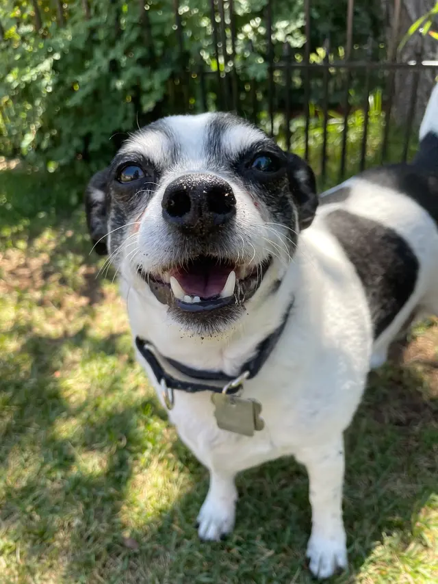 Woof and Meow Pet Sitting, LLC — customer photo 6