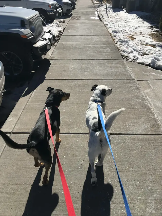 Woof and Meow Pet Sitting, LLC — customer photo 4