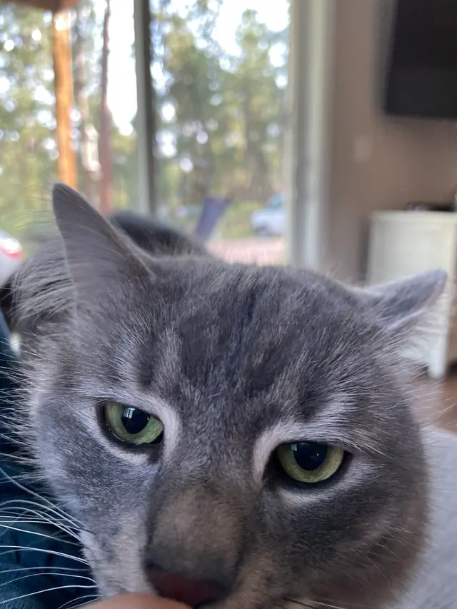 Woof and Meow Pet Sitting, LLC — customer photo 8