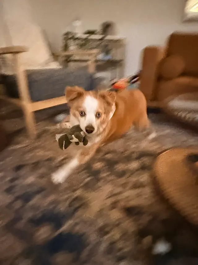 Woof and Meow Pet Sitting, LLC — photo from the business 7