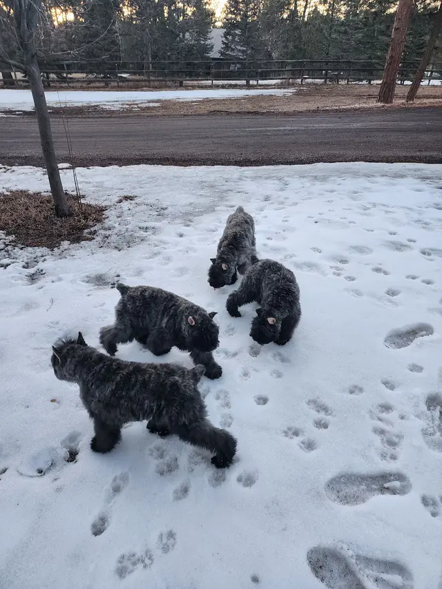 Sunrise Kennels — photo from the business 2