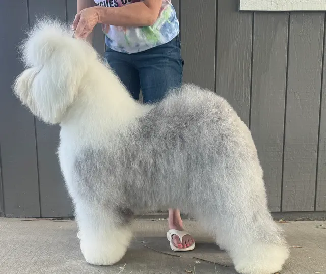 Sunrise Kennels — photo from the business 5