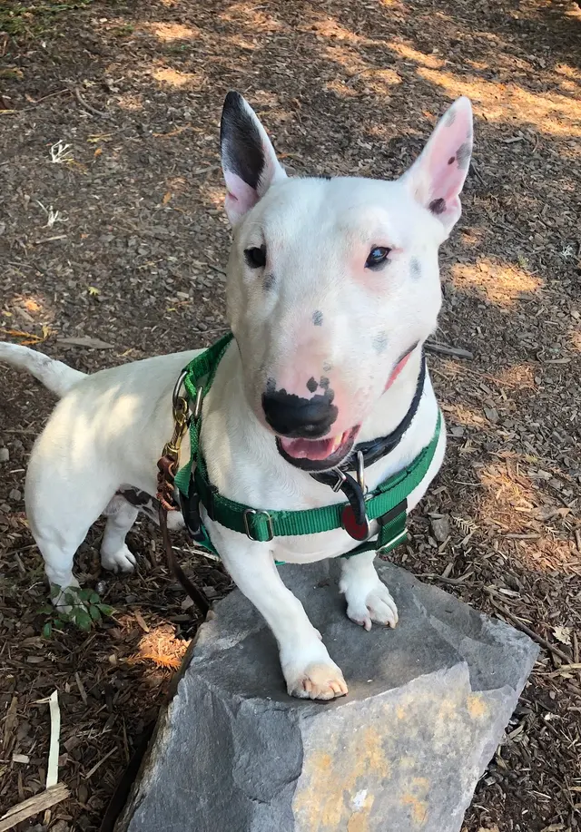KW Happy Dogs — photo from the business 6